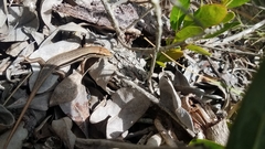 Trachylepis gravenhorstii