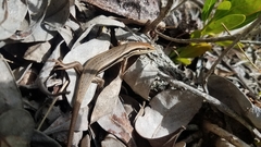 Trachylepis gravenhorstii
