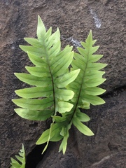 Phlebodium araneosum