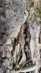 Trachylepis gravenhorstii