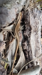 Trachylepis gravenhorstii