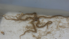 Macrophiothrix
