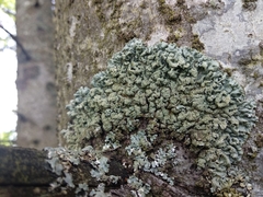 Hypogymnia farinacea
