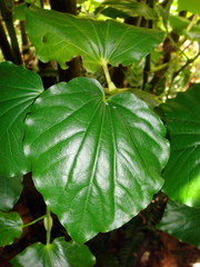 Piper excelsum psittacorum