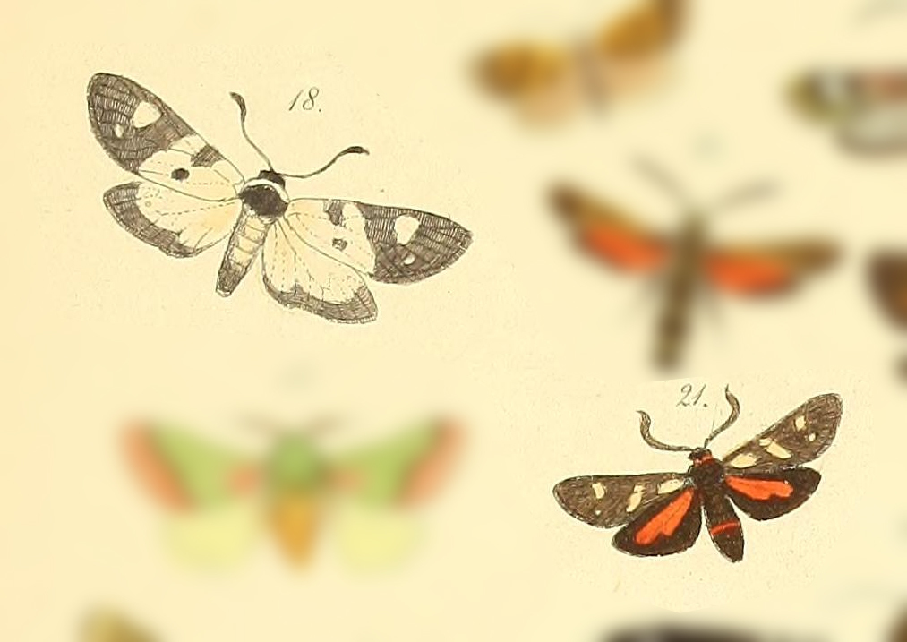 Orna contraria