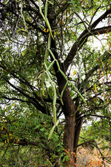 Cissus quadrangularis