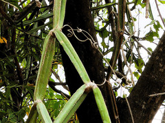 Cissus quadrangularis