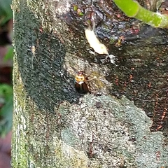 Morphosphaera chrysomeloides