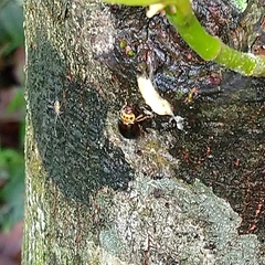 Morphosphaera chrysomeloides