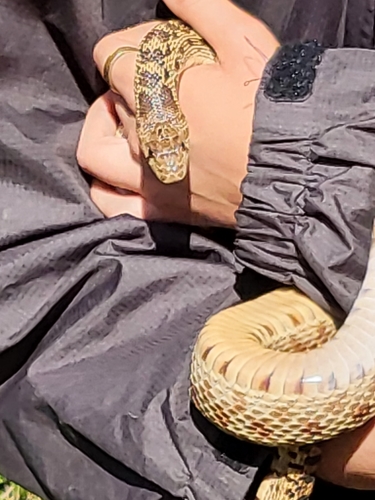 iNaturalist observation photo of Pacific Gopher Snake