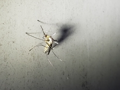 Aedes triseriatus