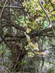 © chenleefy, some rights reserved (CC-BY-NC)