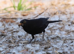 Turdus merula