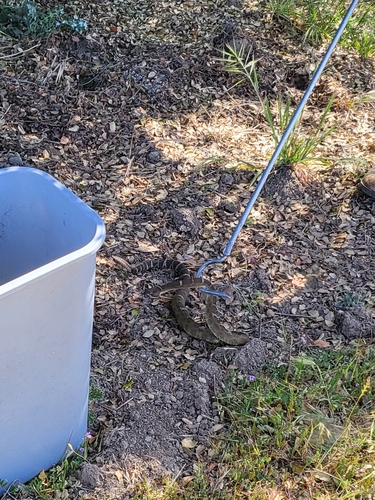 iNaturalist observation photo of Northern Pacific Rattlesnake