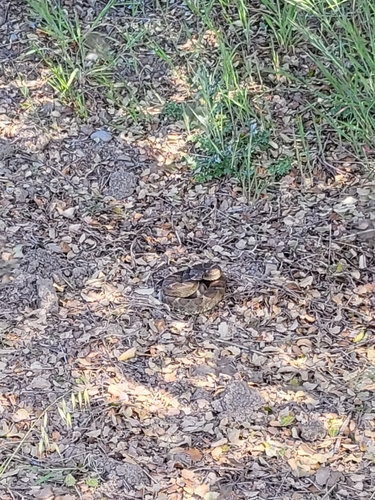 iNaturalist observation photo of Northern Pacific Rattlesnake