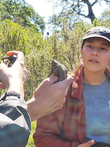 iNaturalist observation photo of Western Toad