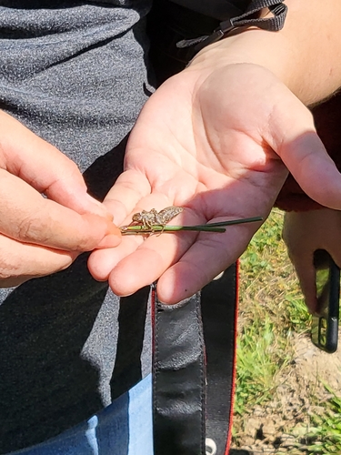 iNaturalist observation photo of Dragonflies