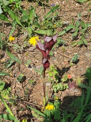 Bilamellaria