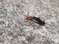 Brachinus sclopeta