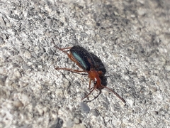 Brachinus sclopeta