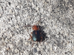 Brachinus sclopeta