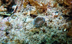 Homophyllia australis