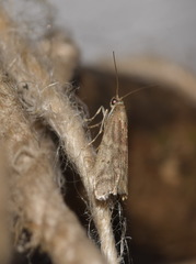 Ephestia elutella