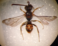 Nomada flavoguttata