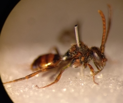 Nomada flavoguttata