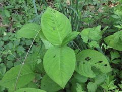 Persicaria filiformis