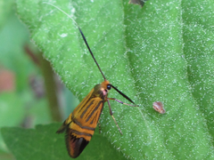 Nemophora staudingerella