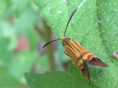 Nemophora staudingerella