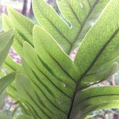 Phlebodium araneosum