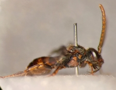 Nomada flavoguttata