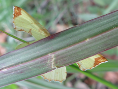 Corymica pryeri