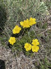 Ranunculus montanus