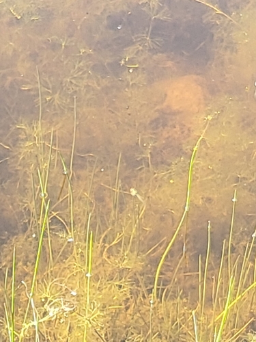 iNaturalist observation photo of Plants