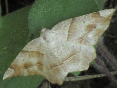 Endropiodes indictinaria