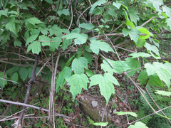 Clematis trichotoma