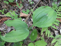Polygonatum inflatum