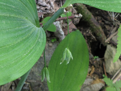 Polygonatum inflatum