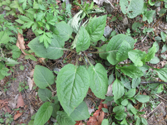Scrophularia kakudensis