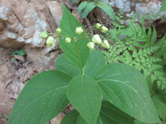 Vincetoxicum ascyrifolium