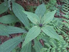 Paris verticillata