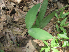 Convallaria keiskei