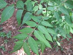 Picrasma quassioides