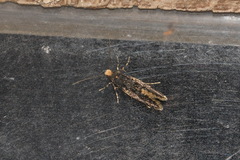 Monopis laevigella