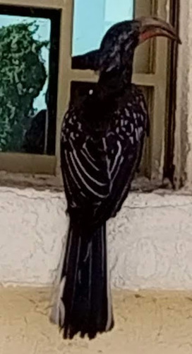 Hemprich's Hornbill