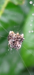 Thelacantha brevispina