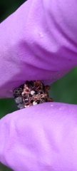 Thelacantha brevispina